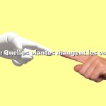 Question : Quelles plantes mangent les coléoptères